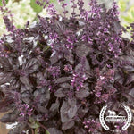 Basil Seeds Purple Dark Opal Organic
