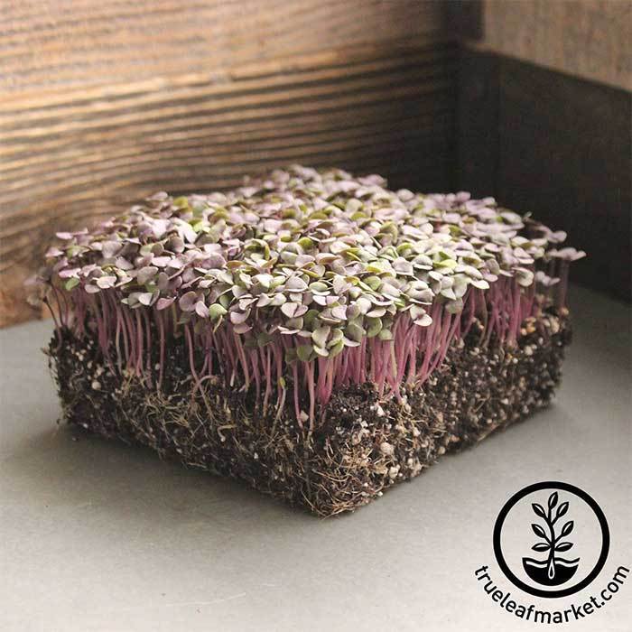 Basil Microgreens Seeds Red Rubin Non GMO Micro Herb Seeds