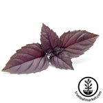 Basil Seeds - Red Rubin - Microgreens Seeds Full grown