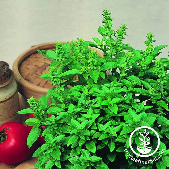 Spicy Globe Basil Herb Seeds Herb Garden Seeds from MVS True