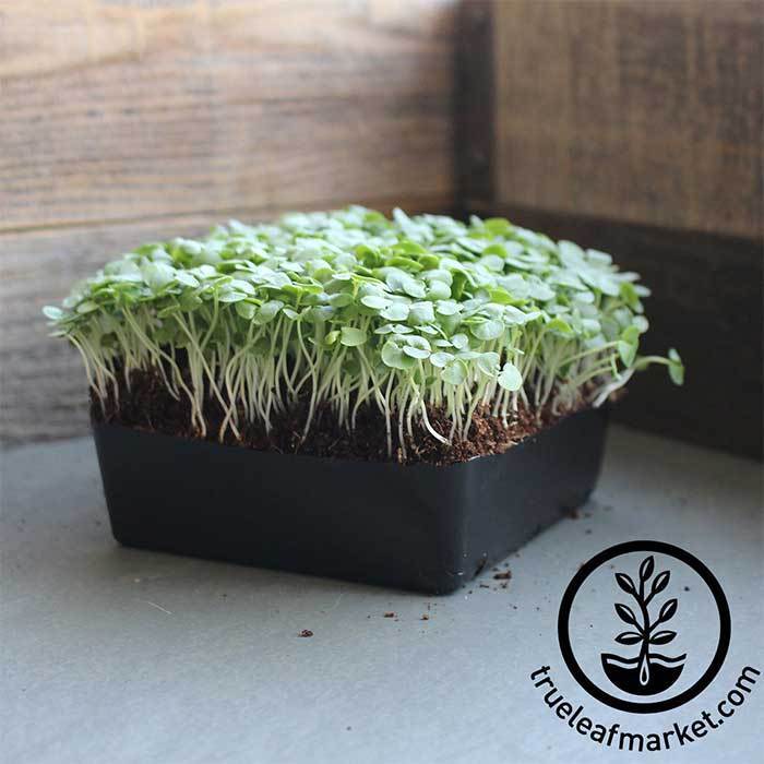 Thai Basil Microgreens Seeds Bulk Wholesale Avail Grow