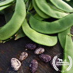 Organic Jackson Wonder Beans Seeds