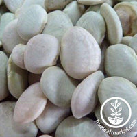 Early Thorogreen Bush Lima Bean Seeds