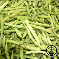 Bean - Pole - Kentucky Wonder Brown Garden Seeds