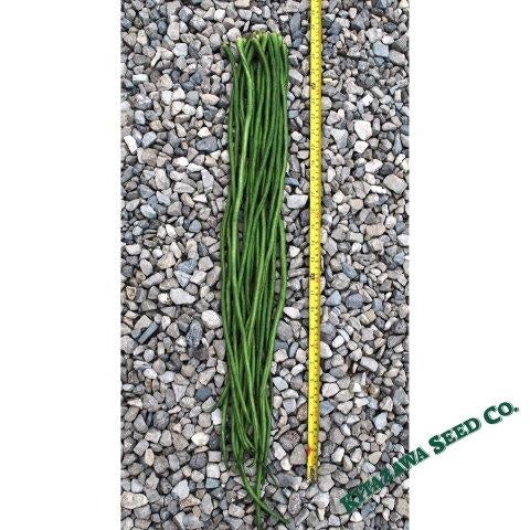 Yard Long Bean - Yu Long Noodle Kin