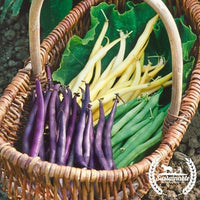 Bush Beans Seeds Organic Mardi Gras Mix