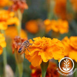 Bee Friendly Wildflower Seeds Mix