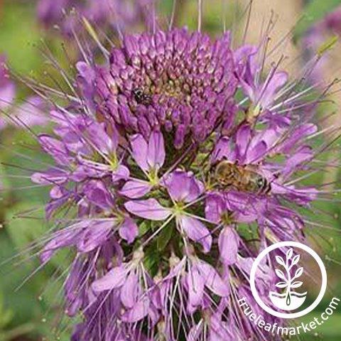 Rocky Mountain Bee Plant (Flower) Seeds - Non-GMO