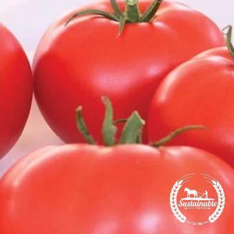 Ponderosa Beefsteak Tomato