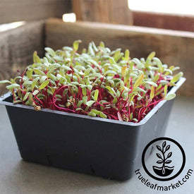 Beet - Detroit Dark Red - Microgreens Seeds - Sprouting