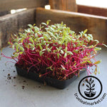 Beet - Detroit Dark Red - Microgreens Seeds