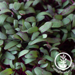 dense microgreens