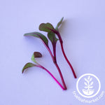 cut beet microgreens