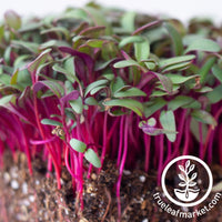 beet microgreen