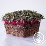 beet microgreens white background