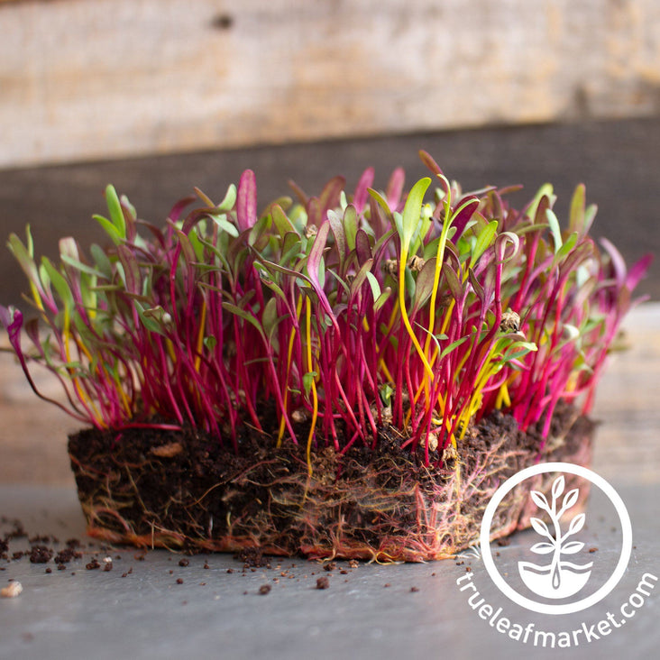 rainbow beet mix microgreens