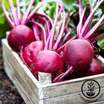 Beet - Ruby Queen Garden Seed