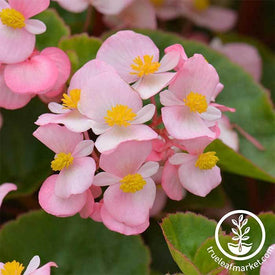 Begonia Fibrous Cocktail Series Brandy light pink Seed