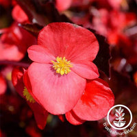Begonia Fibrous Cocktail Series Gin Rose Seed