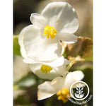 Begonia Fibrous Cocktail Series Whiskey white Seed