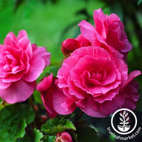 Begonia Tuberous Nonstop Series Deep Rose Seed