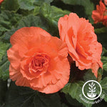 Begonia Tuberous Nonstop Series Deep Salmon Seed