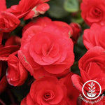 Begonia Tuberous Nonstop Series Red Seed