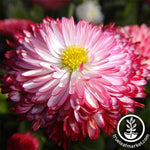 Bellis English Daisy Habanera Mixture Seed