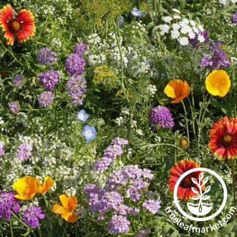 beneficial insect wildflower mix