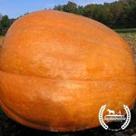 big max Organic pumpkin
