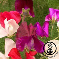 Sweet Pea Bijou Mix Dwarf Flower Seeds