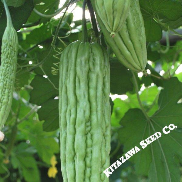 Gourd Seeds - Joy Green - Hybrid