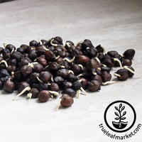 black garbanzo Organic sprouts