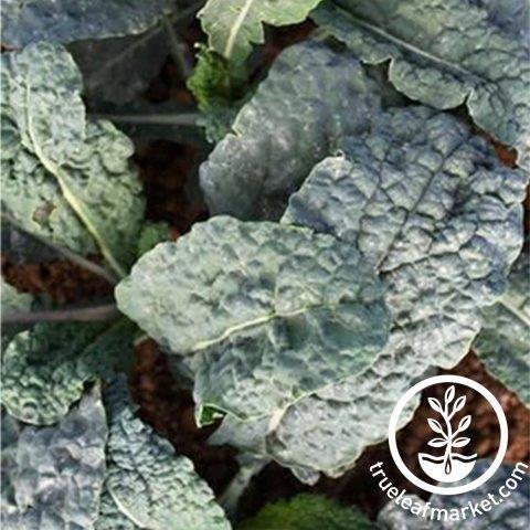 Black Magic Kale Seed