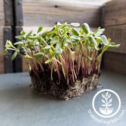 Red Storm Sunflower Microgreens