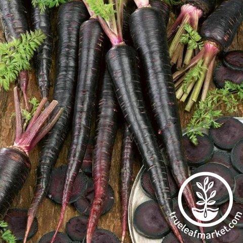 Black Nebula Carrot seeds