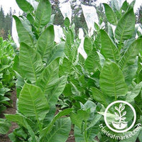 Black Sea Samsun Tobacco Seeds