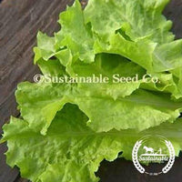 Organic black seed simpson lettuce