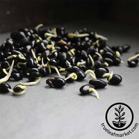Soybean - Black (Organic) - Sprouting Seeds