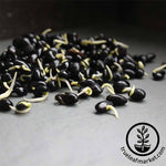 Soybean - Black (Organic) - Sprouting Seeds