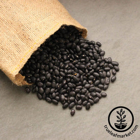 Beans: Black Turtle - Organic 1 lb