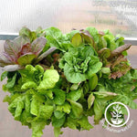 Planter Box With Grown Lettuce