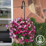 wire hanger plus bloom master planter