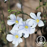 Blue Flax Flower Seeds