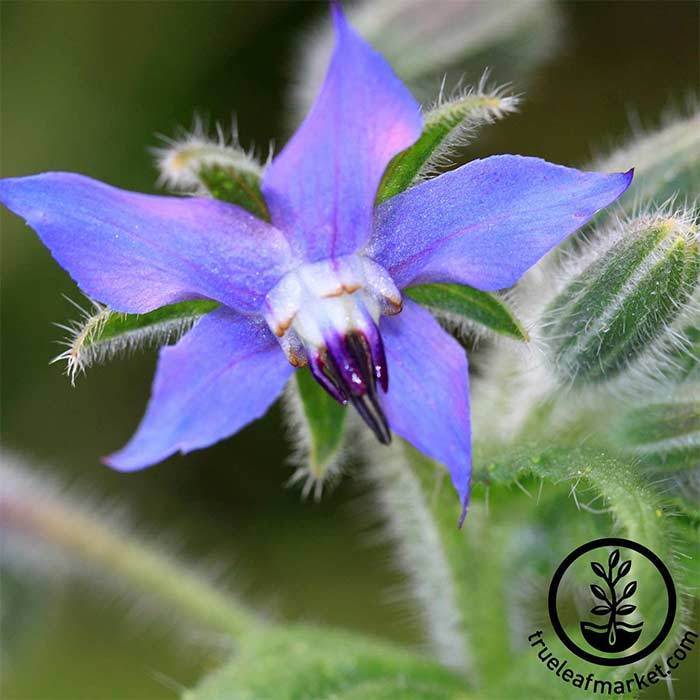 Borage