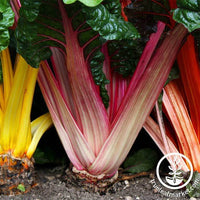 Non-GMO Bright Lights Swiss Chard