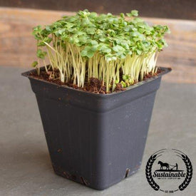 Organic Green Calabrese Broccoli Microgreens