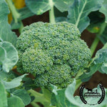 Organic Green Calabrese Broccoli Seeds