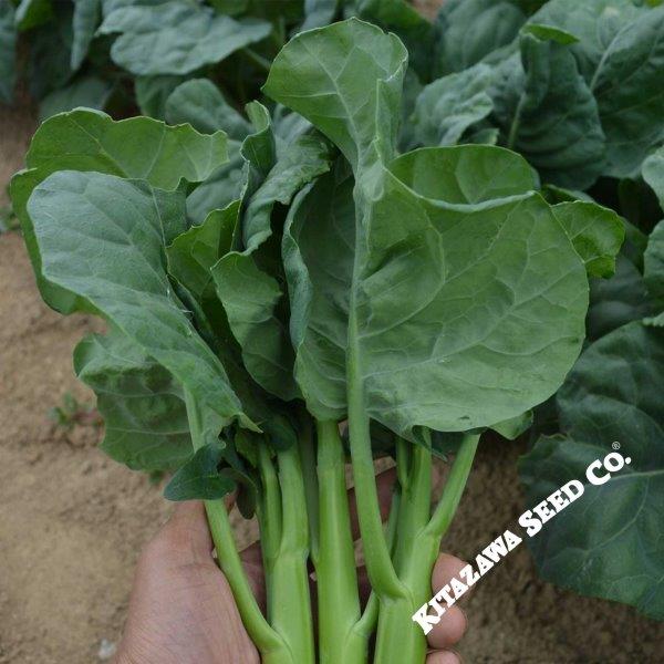 Broccoli Seeds - Chinese Broccoli - Early Jade - Hybrid