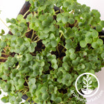 broccoli microgreens above